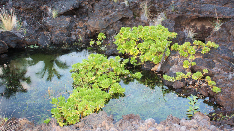 water hyssop in natural pond