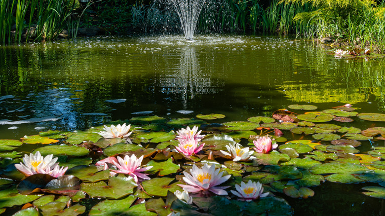 flowering water lily in pond