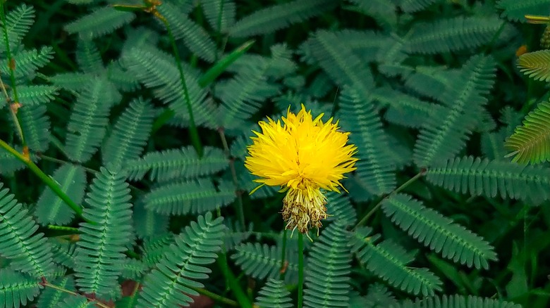 water mimosa with yellow flower