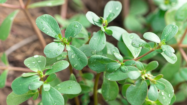 water purslane green leaves