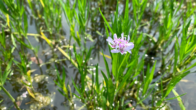 flowering american water willow 