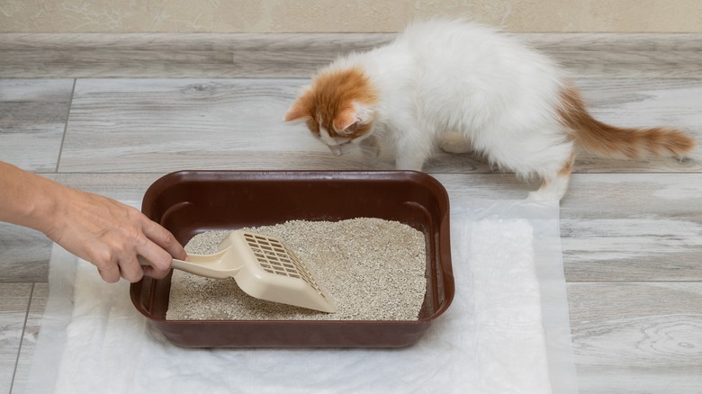 Kitty smelling litter box