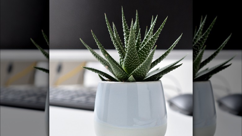 Haworthia plant on a desk