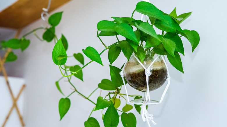 Pothos plant in hanging pot