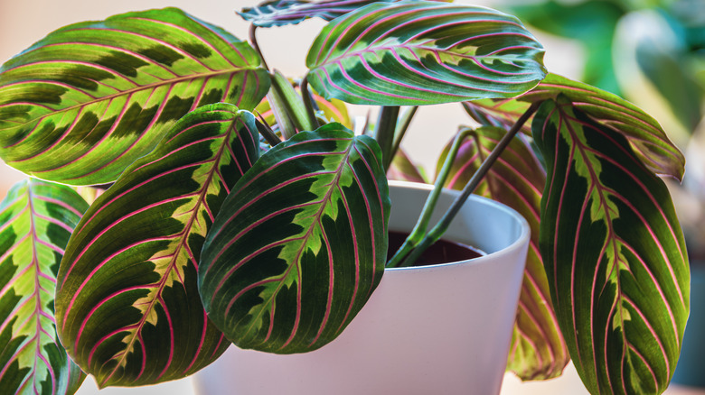 Close up of prayer plant