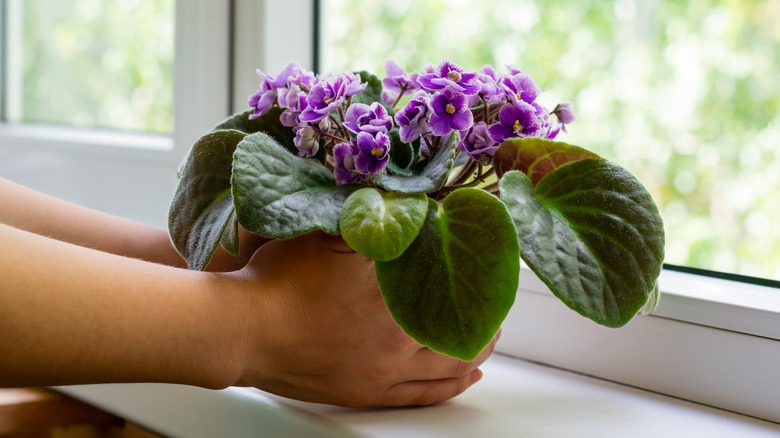 Placing African violets on sill