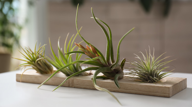 Many air plants on plank