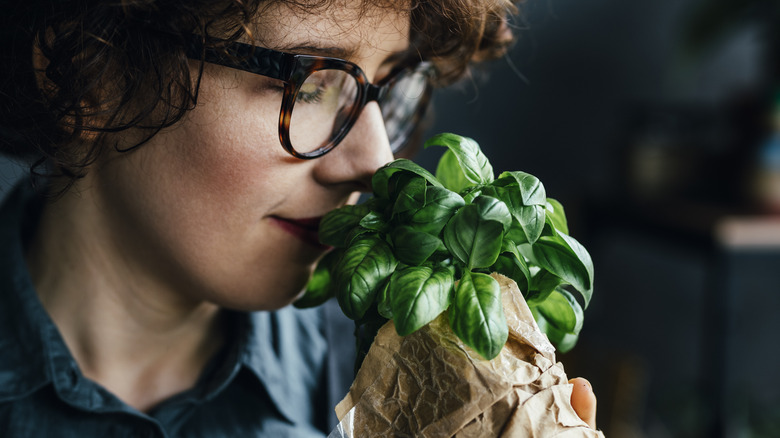 Person smelling basil plant 