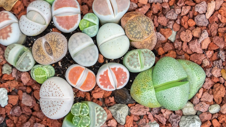 Living stones growing in soil