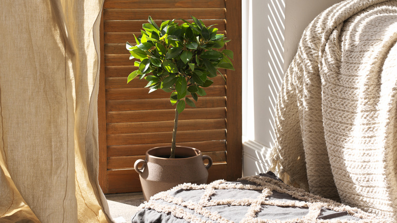 Weeping fig tree in bedroom