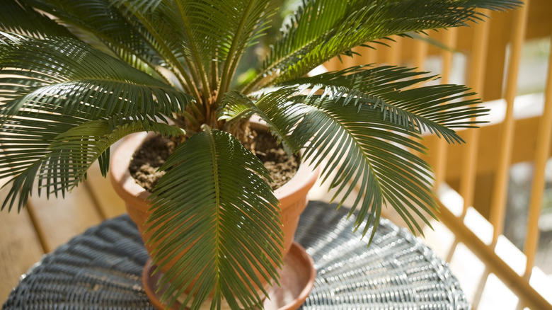 Sago palm tree in a pot