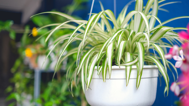 Spider plant hanging up