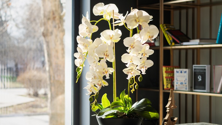 White moth orchids in room