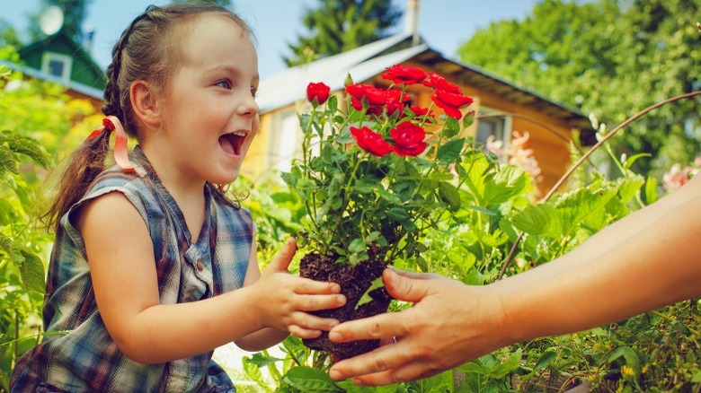 Child transplanting miniature roses