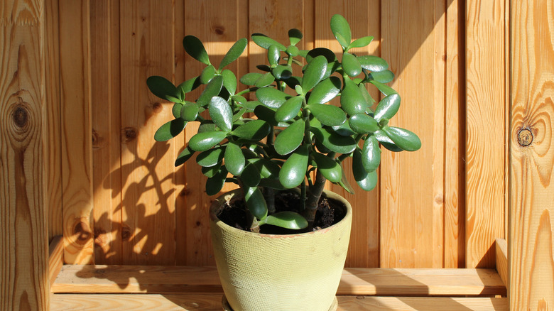 Jade plant in the sun