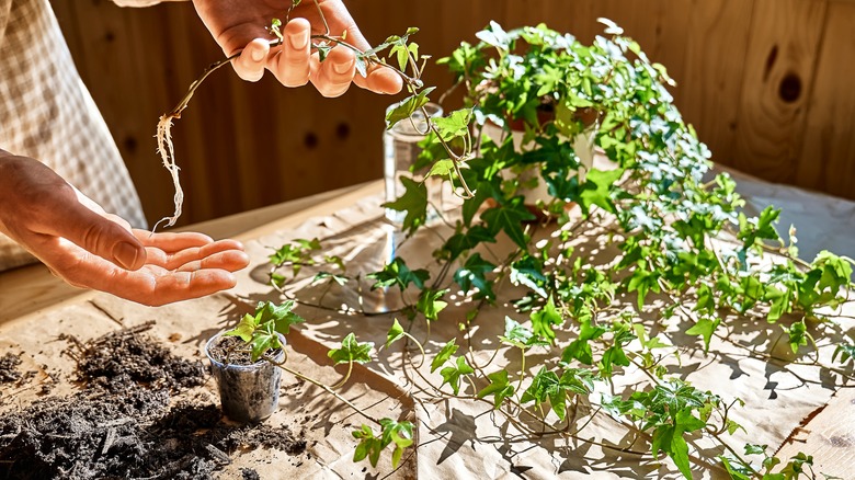 Common ivy growing in glass