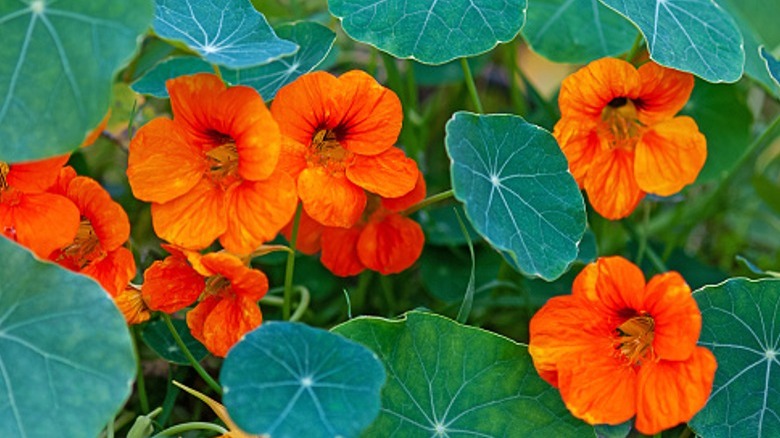 Nasturtium flowers in orange bloom