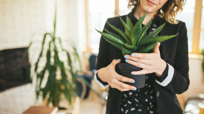 Woman holding aloe vera plant 