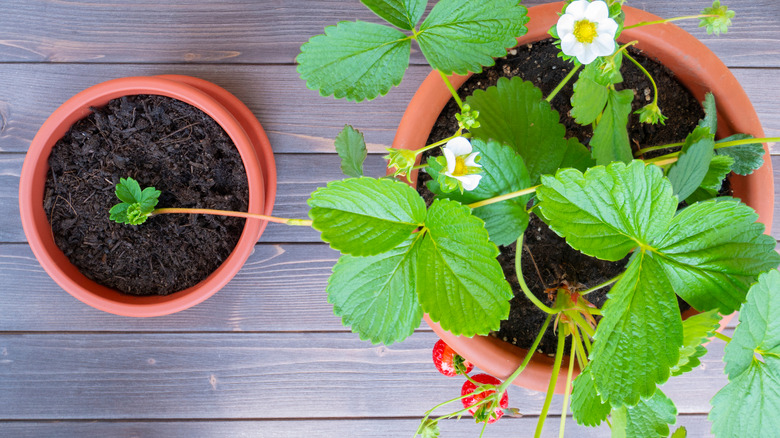 Two small strawberry plants 