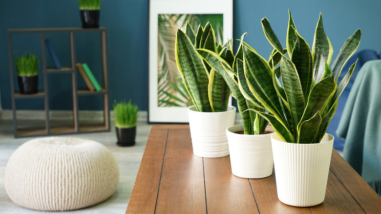 Three snake plants lined up