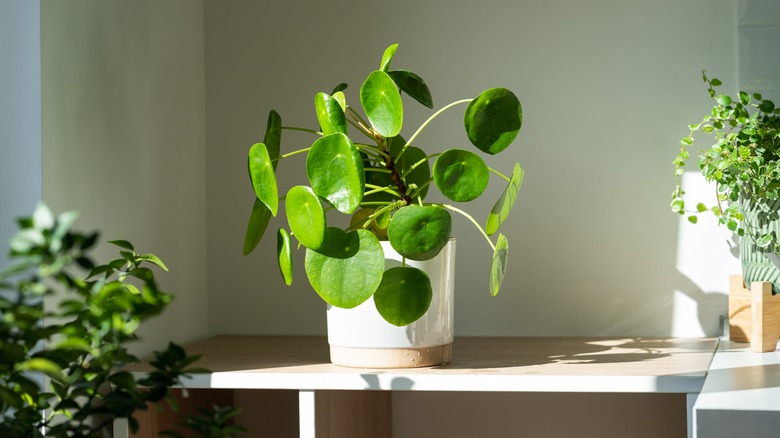 Money plant in bright sunlight 