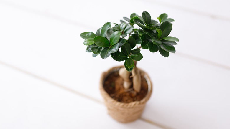 Ficus bonsai on wood floor