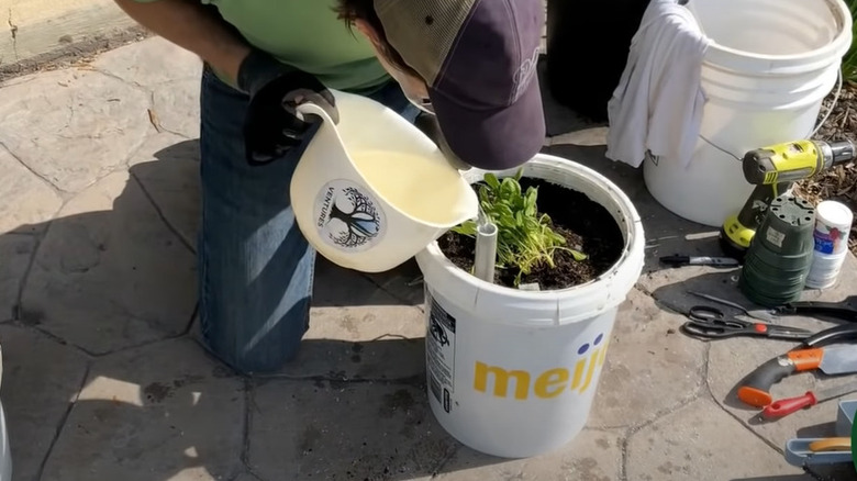 Self-watering bucket planter