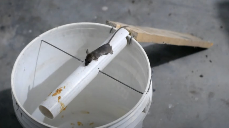 bucket mouse trap