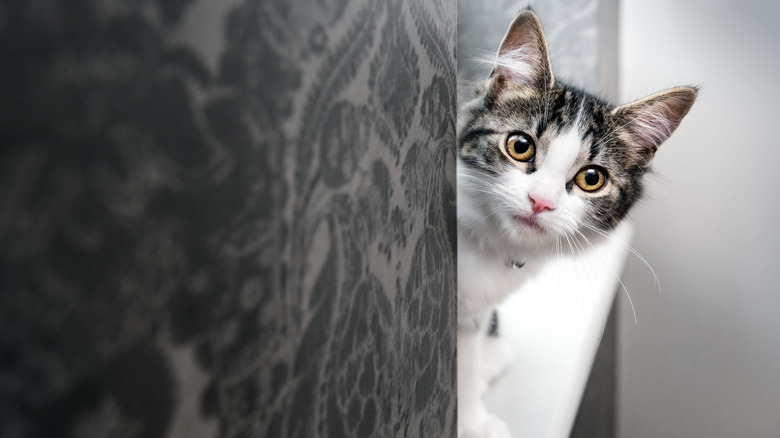 Cat peeking around corner