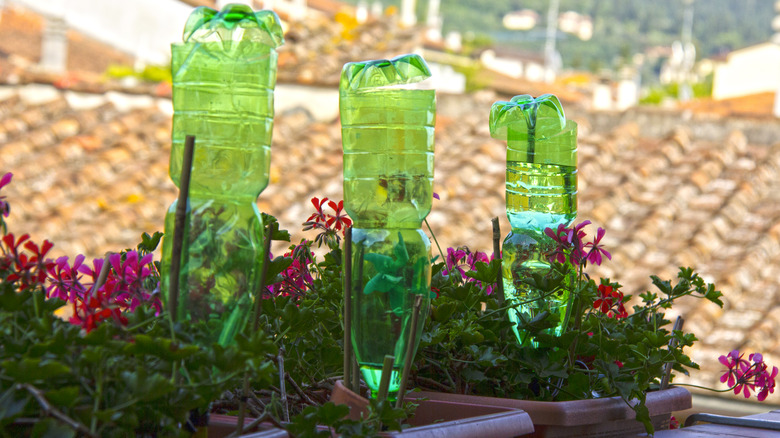 DIY plastic bottle drip irrigator