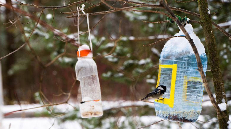 DIY plastic bottle bird feeder