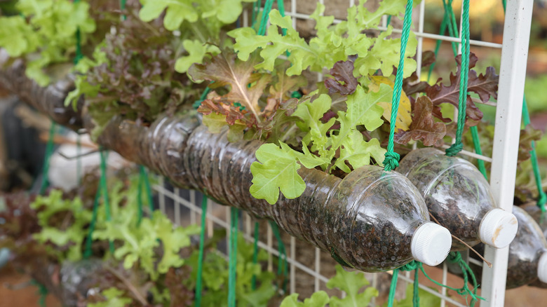 Vertical bottle garden