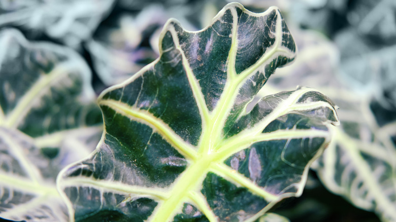 African mask plant green leaf