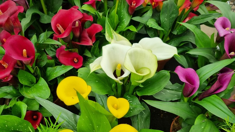 Calla lilies in multiple colors