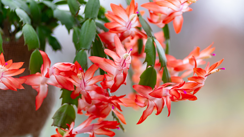 Christmas cactus in full bloom