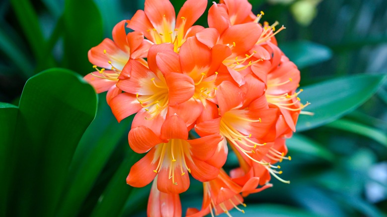 Clivia orange flowers in bloom