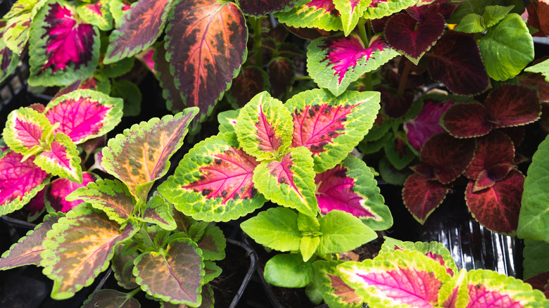 Coleus bright pink and green