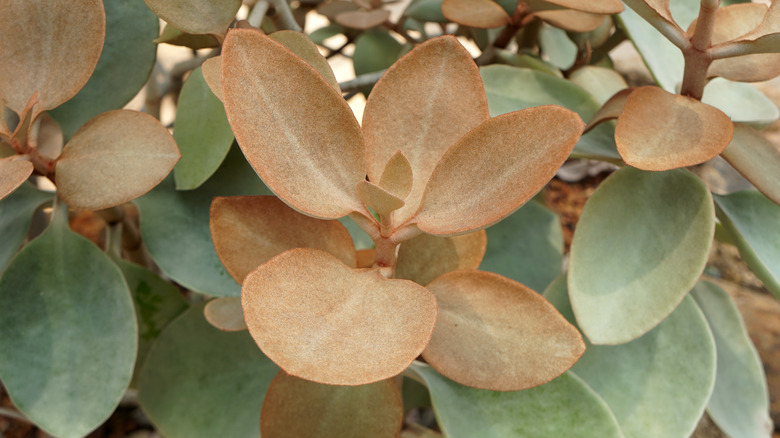 Copper spoon with bicolor foliage