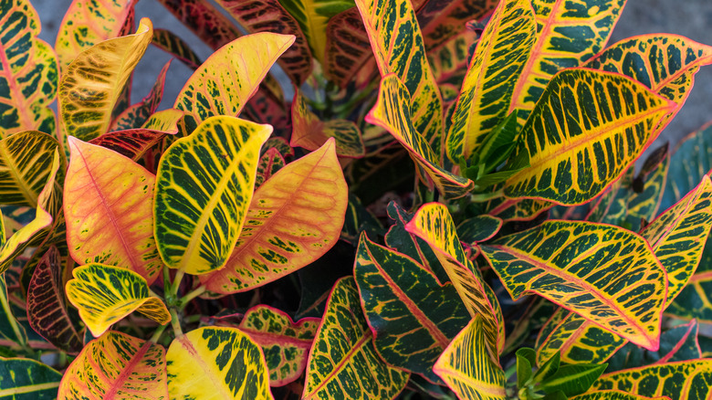 Croton with orange-yellow foliage