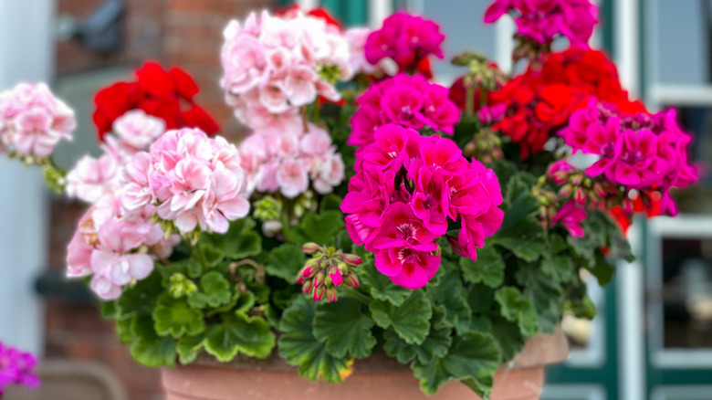 Geranium in bloom in container