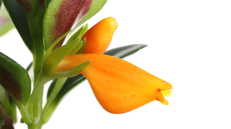 Goldfish plant closeup of flower