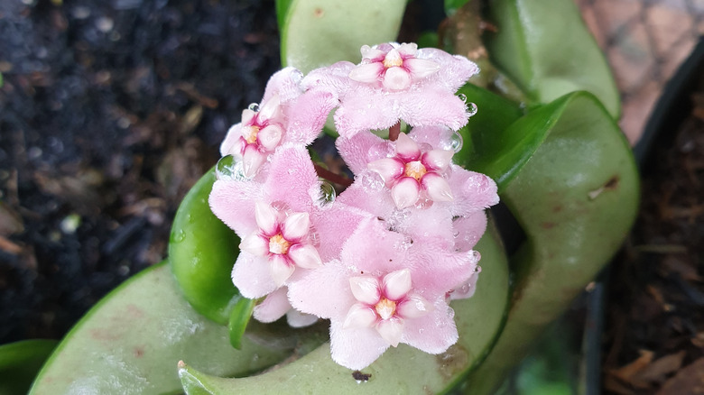 Honey plant in bloom