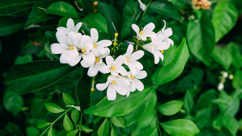 Jasmine flowers in white bloom