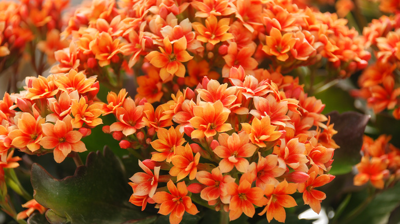 Kalanchoe blossfeldiana with orange blooms