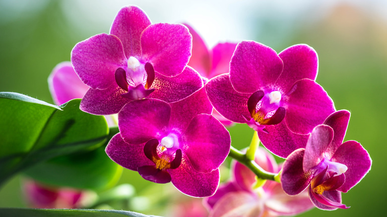 Moth orchid with pink flowers