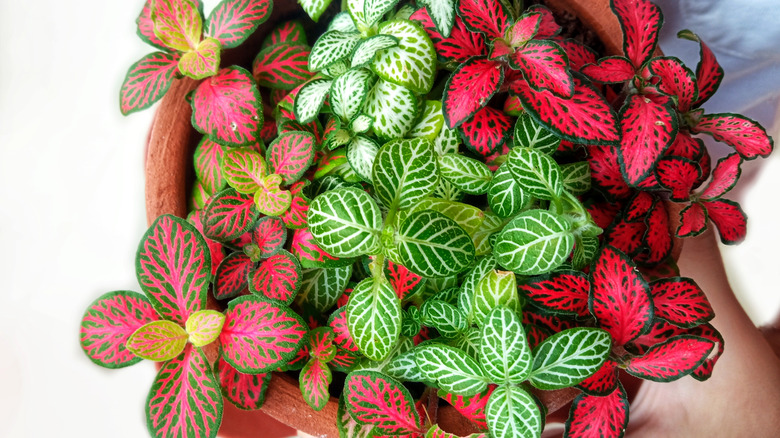 Nerve plant with multicolored foliage