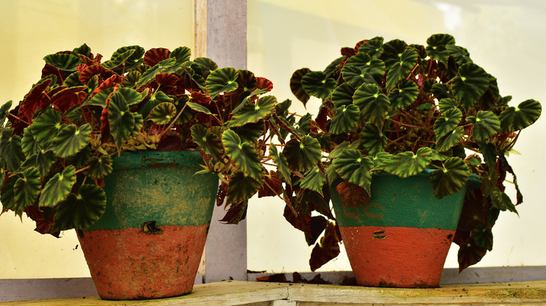 two potted painted-leaf Begonia