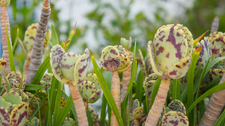 Penwiper plant with spotted leaves