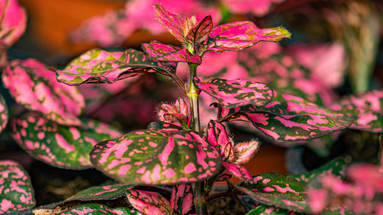 Polka dot plant pink splash