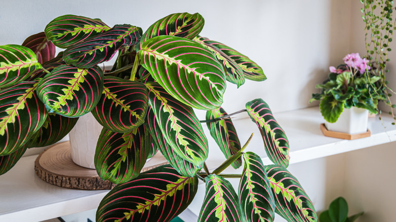 Prayer plant with large leaves